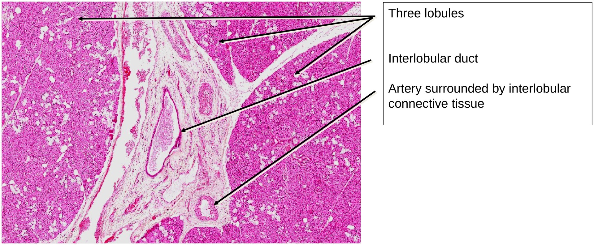 Submandibular gland