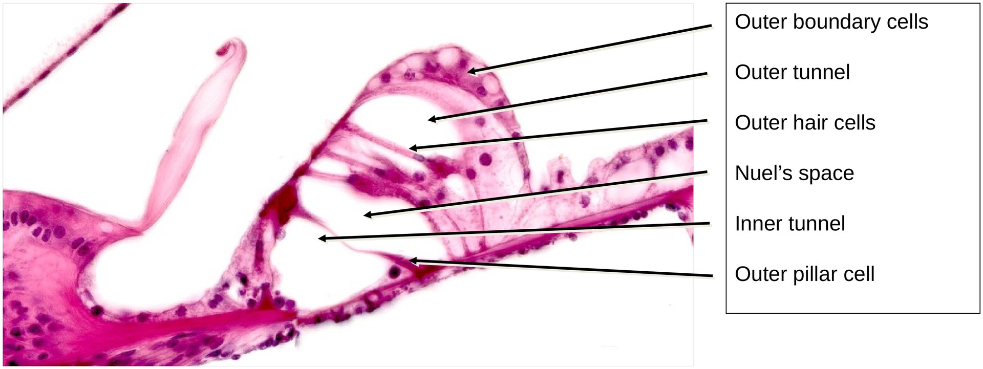 Inner ear, Organ of Corti