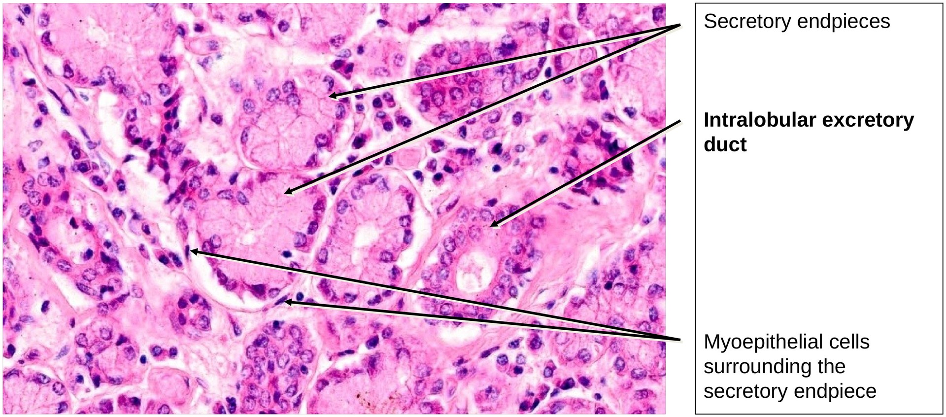 Lacrimal gland