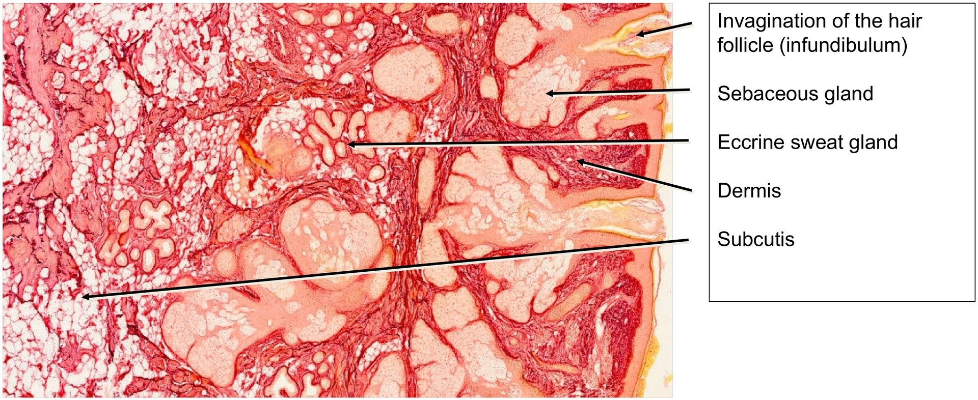 Nasal skin