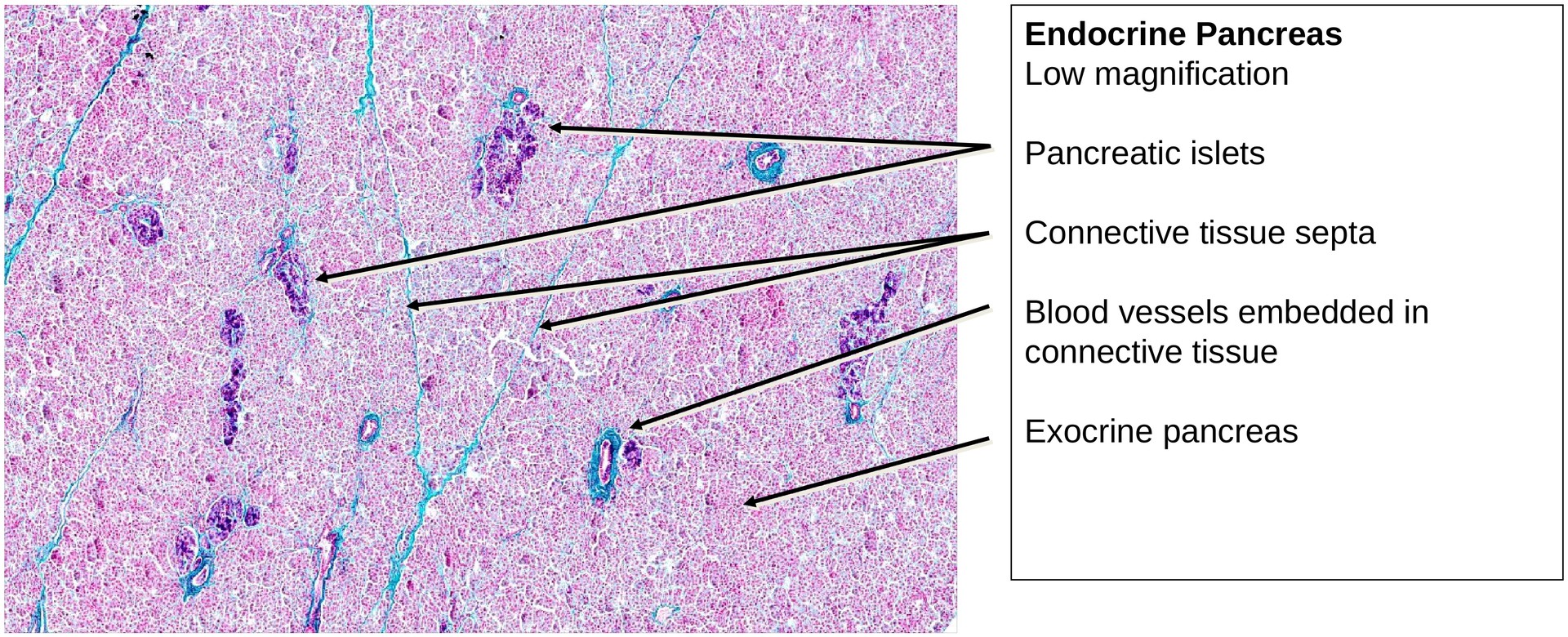 Pancreas, endocrine portion