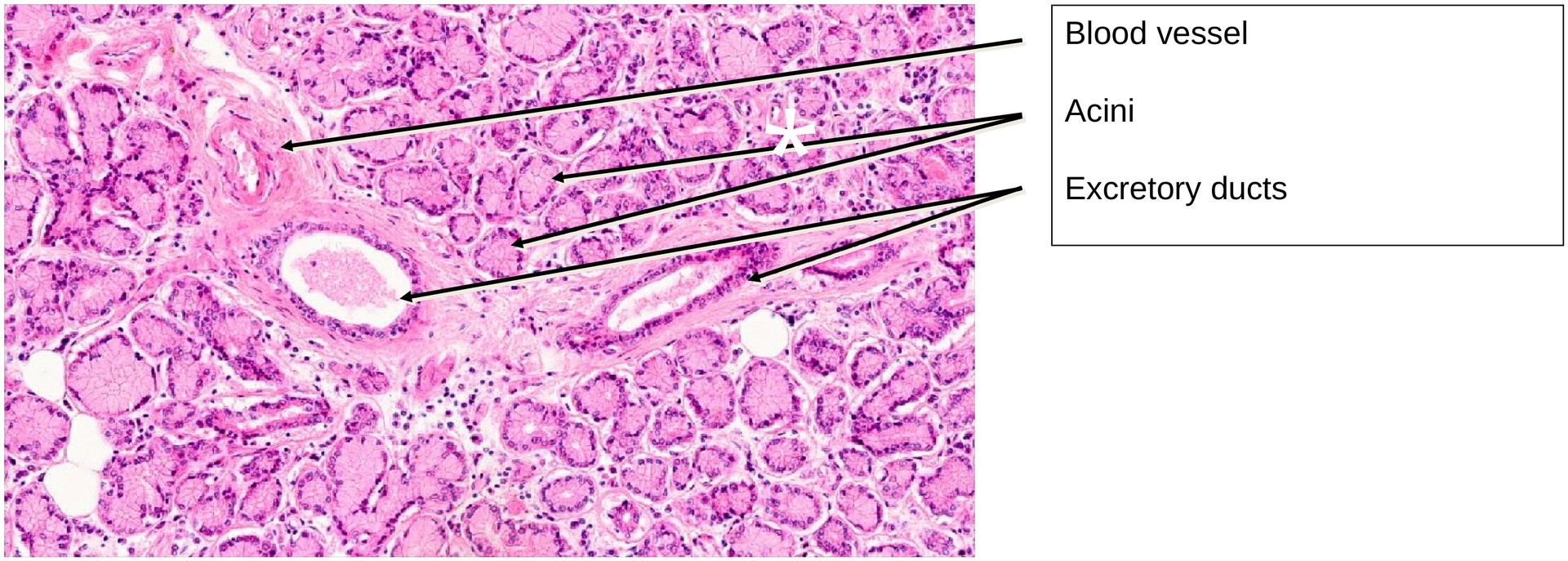 Lacrimal gland