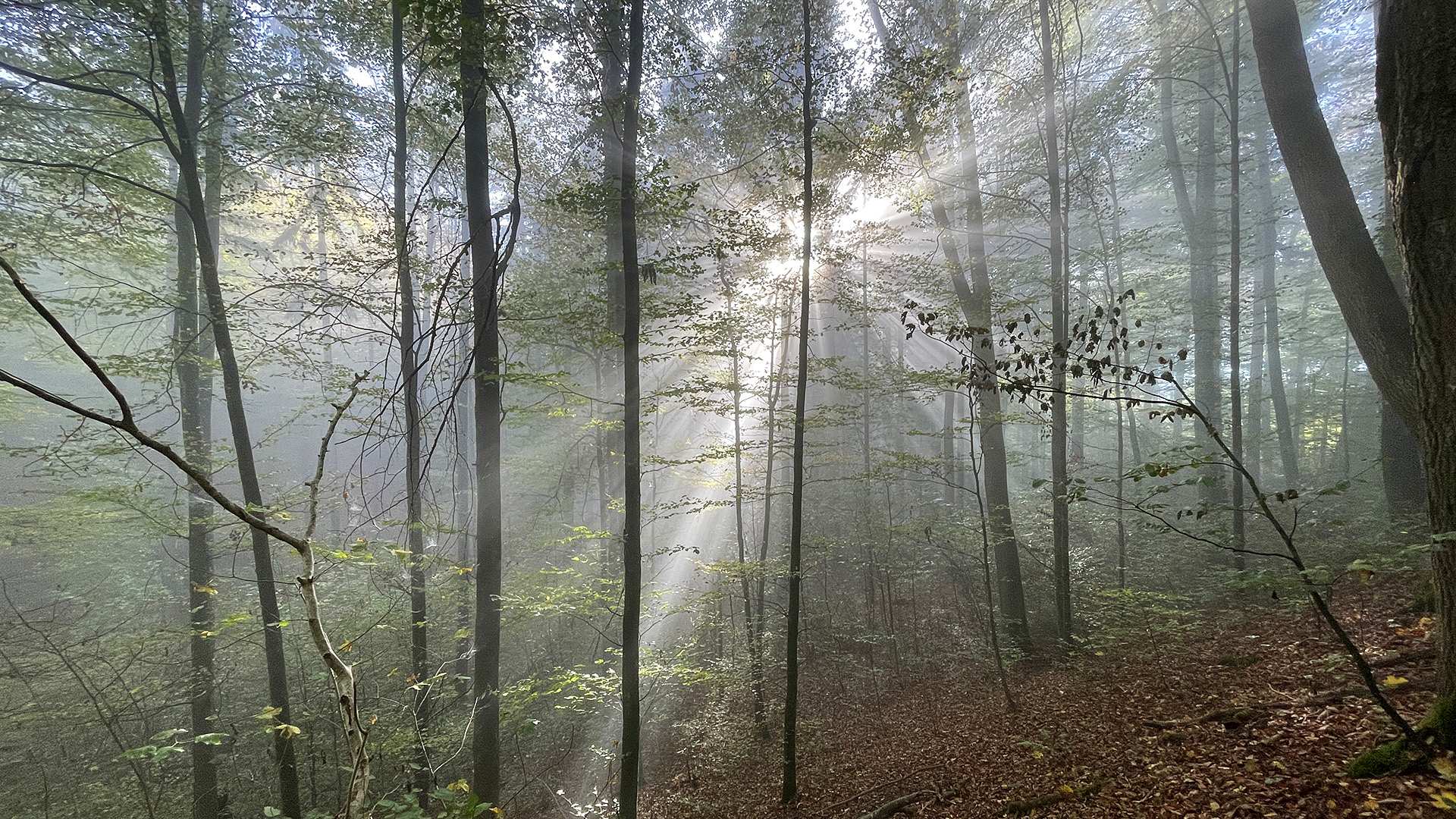 Photograph showing a sustainable managed temperate forest in the morning light.