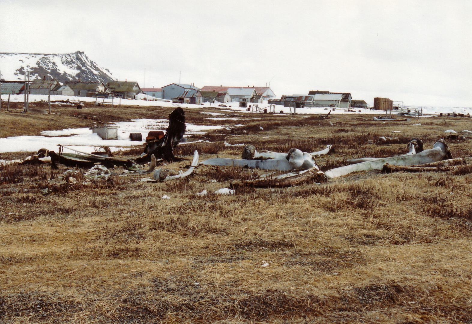 Fotografie von Walknochen vor den Häusern in Gambell