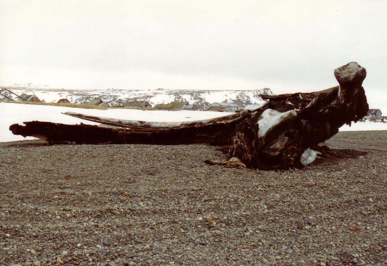 Fotografie einer Walrippe am Strand von Gambell