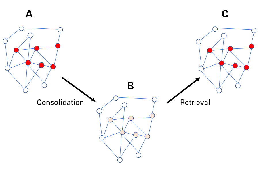 Neural model of memory